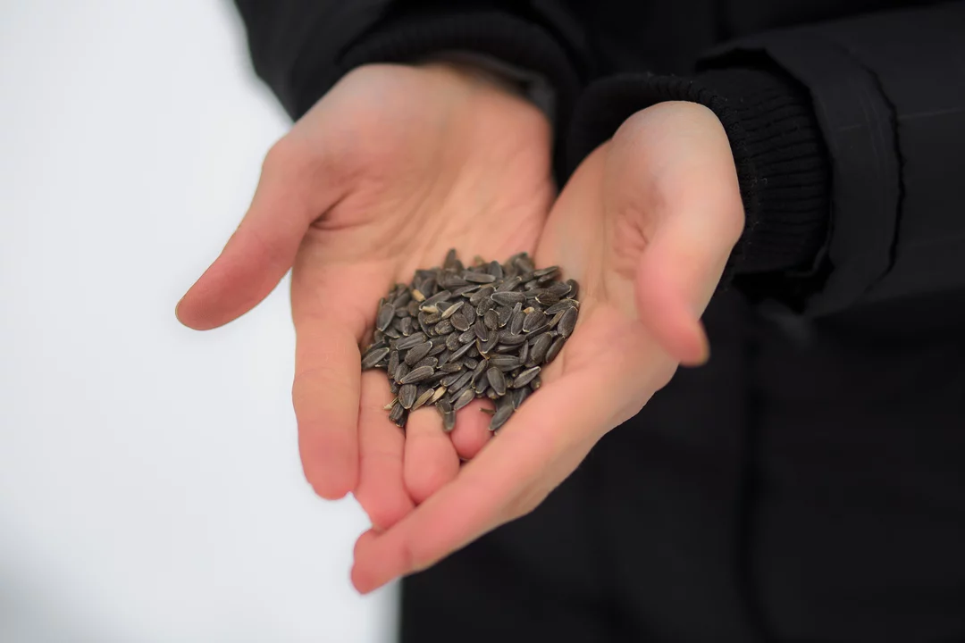 017 zimowa sesja narzeczenska waleriany puszcza marianska